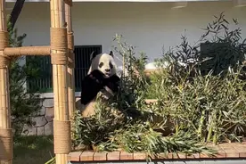 果然视频|动物视界148——你知道吗？大熊猫原来有6根手指图片