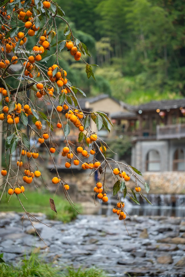 追柿归来！屏南3个古村落亲测好拍好玩好美！建议两天一夜游