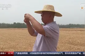 黄沙→绿洲 沙漠种麦人教你如何种麦治沙图片