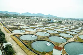 全国第一！浙产鱼子酱是如何做到遥遥领先的图片