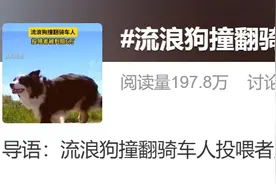 流浪狗撞翻骑车人，投喂者被判赔6万！法官这样释法图片