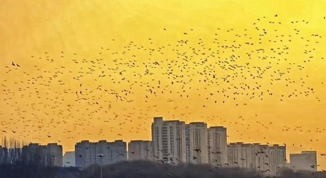 暖橙夕照里，“鸟浪”舞出生态恋曲