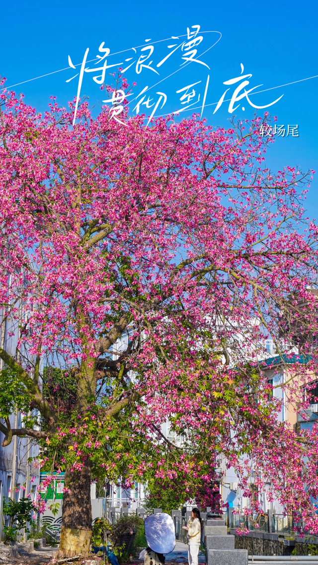 7000㎡粉黛花海+ “粉色童话世界”！深圳秋天必打卡→