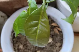 青未了丨浅语盛夏（韩絮原创）图片