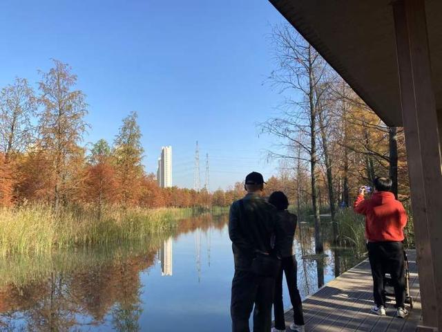 三林水森林未开先火，网络疯转“潜入攻略”！记者探访：确有不少游客；建设方：今年内完工，请静待开放