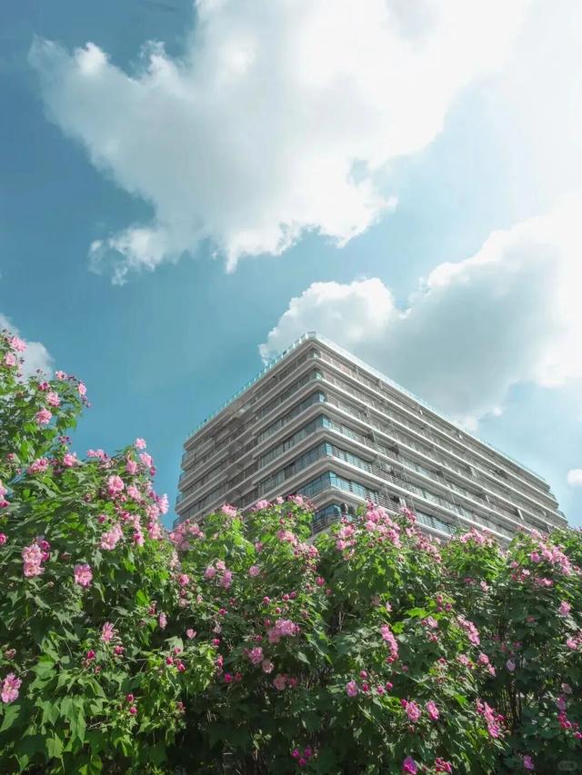 这才是成都秋天的“顶流”，周末就出发