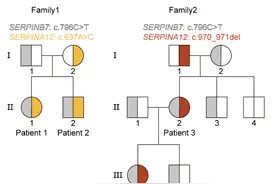 更新！长岛型掌跖角化症致病基因及发病机制,又有新进展！图片