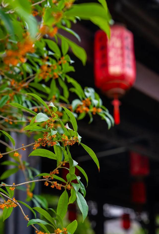 包出片的~城厢古城桂花打卡计划，走起→