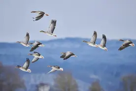 食话青岛：舌尖上的24节气之白露图片
