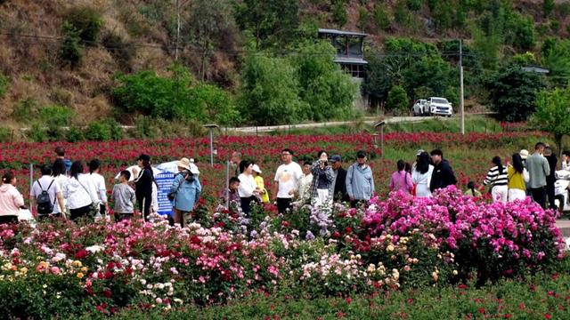 楚雄版“莫奈花园”藏不住啦！让你“五一”假期一次看过瘾