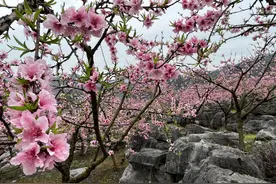 振兴“湘”村|香花井村：石头缝里种桃树  桃花谷里“果仙”多图片