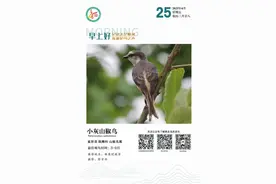 科普丨【记录天空精灵 传递护鸟之声】小灰山椒鸟图片