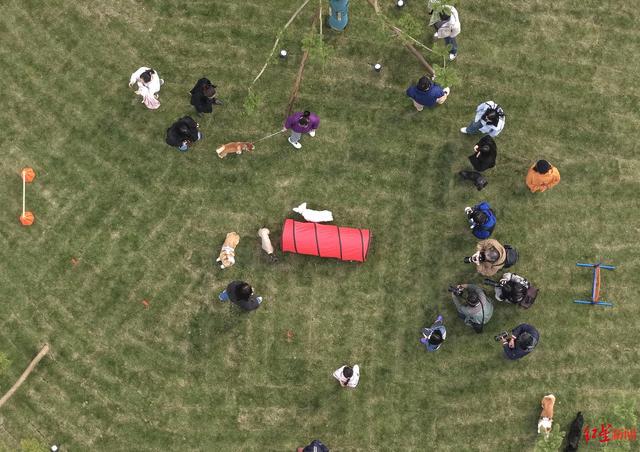 国内首个，萌犬集结！成都森犬乐园开放，解锁人宠同游新体验