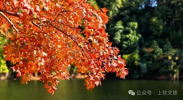 阳明湖最新“枫”情预告