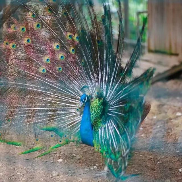 赏花撸萌宠、水果采摘、围炉煮茶……来珠海这里跨年，太精彩！