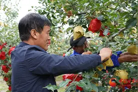 静宁：苹果摘袋进行时 果农奏响丰收乐章图片