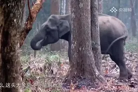 大象一生会换几次牙？揭晓答案→图片