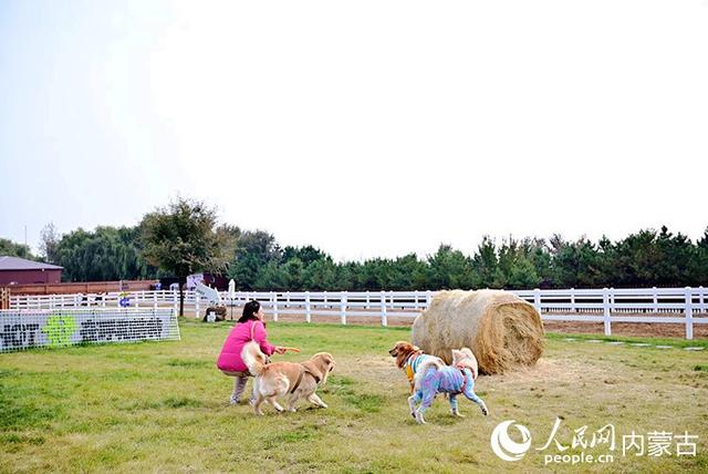 北疆文化源 魅力青城韵｜敕勒川草原绘就“诗与远方”新篇章