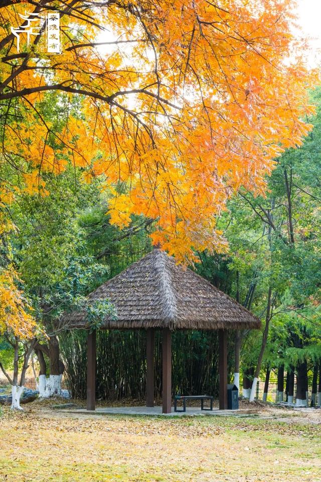 秦淮citywalk｜七桥瓮湿地公园