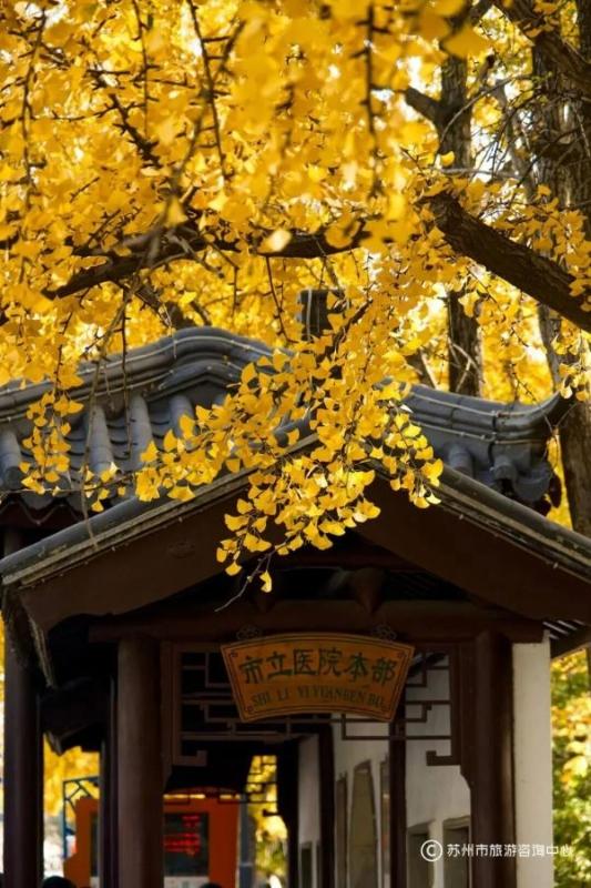 火上央视！苏州变身“黄金州”