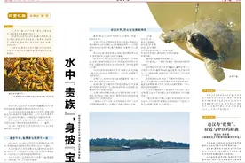 岐黄之路•本草出“湘”野⑤|水中“贵族”，身披“宝甲”惠人间图片