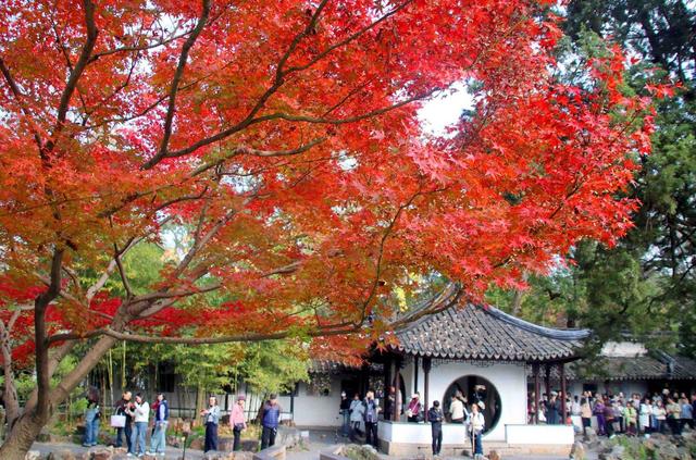 江苏苏州：拙政园“枫”景醉游人