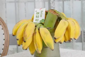 “禁止蕉绿”，年轻人为何热衷在办公室种香蕉？图片