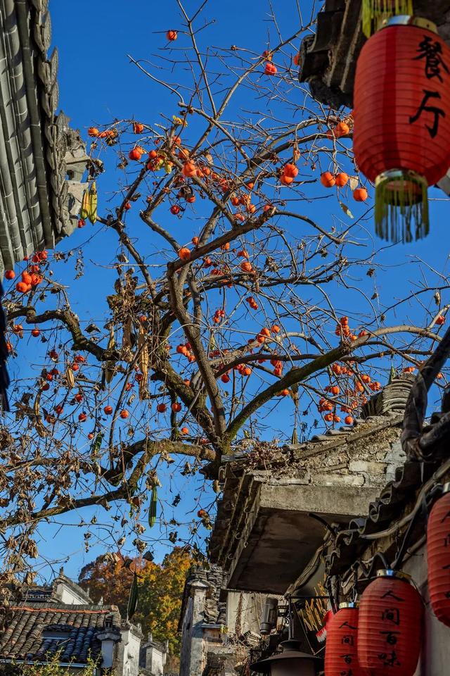 追逐秋色三千里：从北疆到徽州