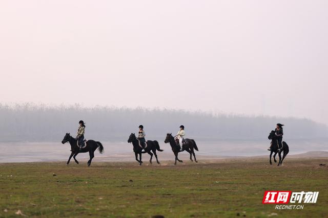 大美红图丨湘江河床变“牧场”，都市人骑马逐夕阳