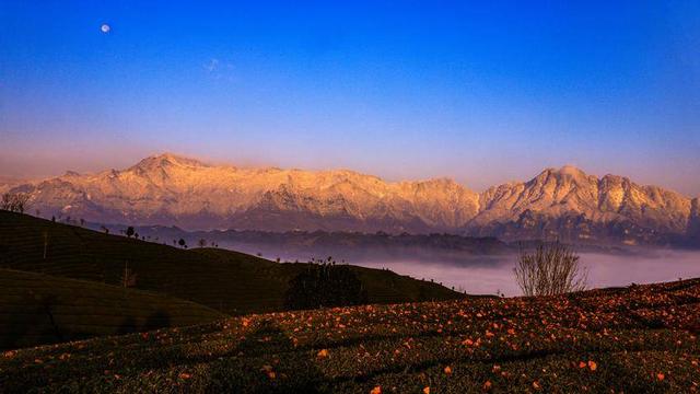 鹤峰走马：晓日映茶山
