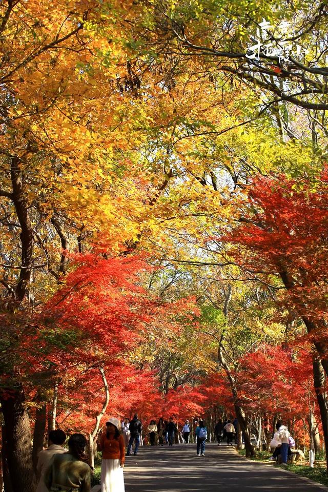 官宣：栖霞山进入最佳观赏期！