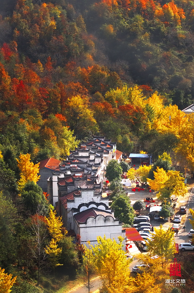 银杏黄了！安陆红了！