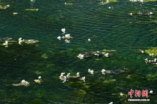 广西都安：澄江如练 花开如雪