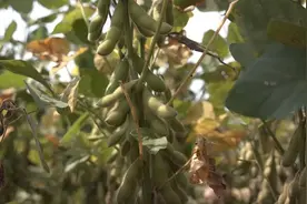 作为“全能选手”、“豆中之王”，一粒大豆究竟有多大魅力？图片