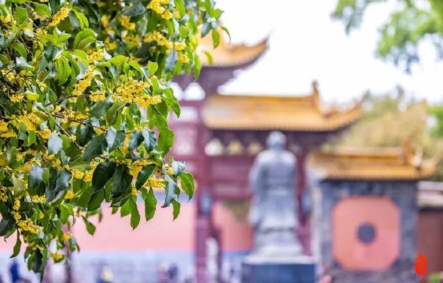 怎么能错过秦淮的秋天呢？