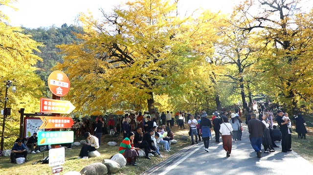 双牌：银杏黄 乡村火 “风景”变“产业”