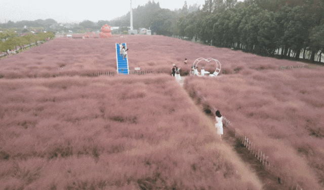 嘉定这里粉了！有人早上６点半从浦东出发，只为一睹美景