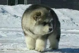 作为一只阿拉斯加，你长成这熊样，丢不丢狗？图片