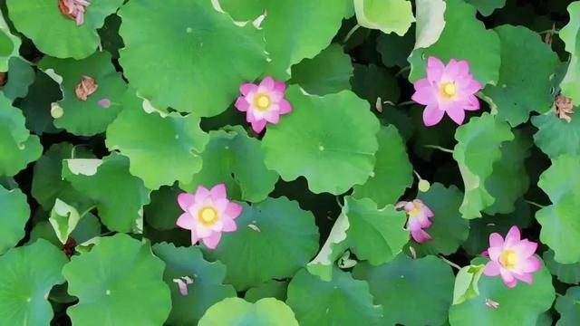 山间荷塘、河岸花海... ...洛阳这些地方美到犯规！