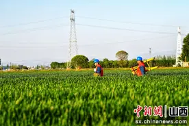 山西忻州：电力赋能 冬小麦“喝饱”春灌水图片