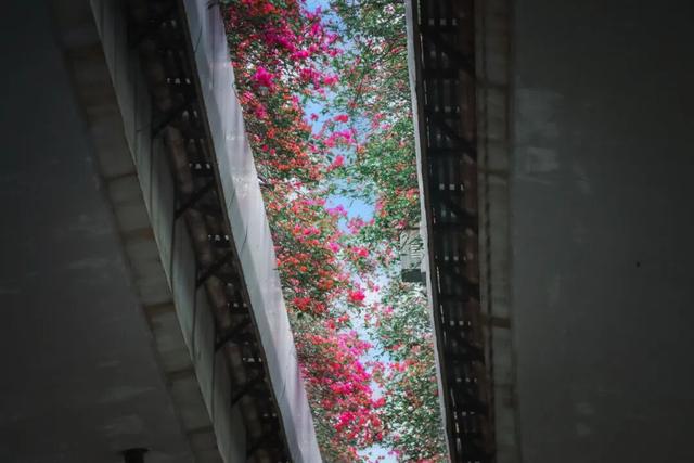 在丰泽，抬头撞见的美好......