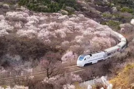 花海栈道已开放，来居庸关解锁“开往春天的列车”图片