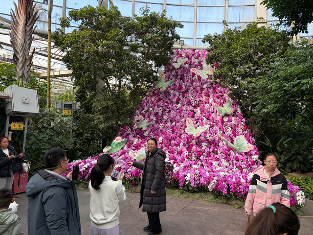 3000株蝴蝶兰凑在一起干什么？世界花卉大观园新春游园会等你来