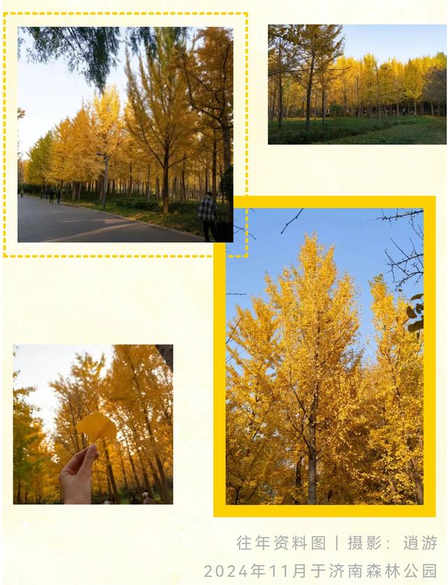 《2025济南赏银杏地图》出炉！一键收藏，赶快出发！