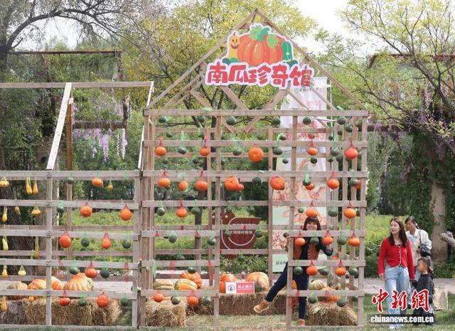 宁夏鸣翠湖巧打“南瓜牌”假期营造湿地新体验