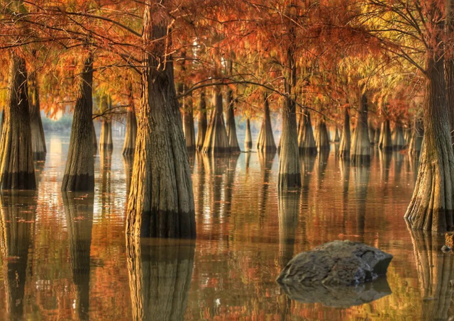 一眼心动的绝美“小森林”，在伦教找到了！