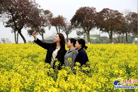 高淳桠溪：万亩油菜花开，慢城春意正浓图片