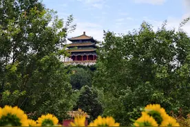 首次亮相！景山公园向日葵花海可深入花丛沉浸式观赏图片