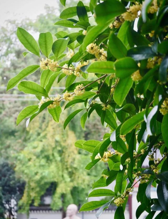 不用再等待！本周末就可以赏桂花了