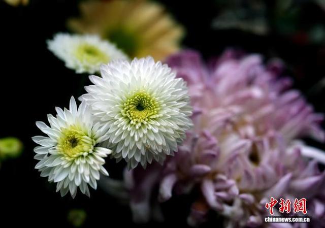 四川成都：700余种菊花亮相引游人